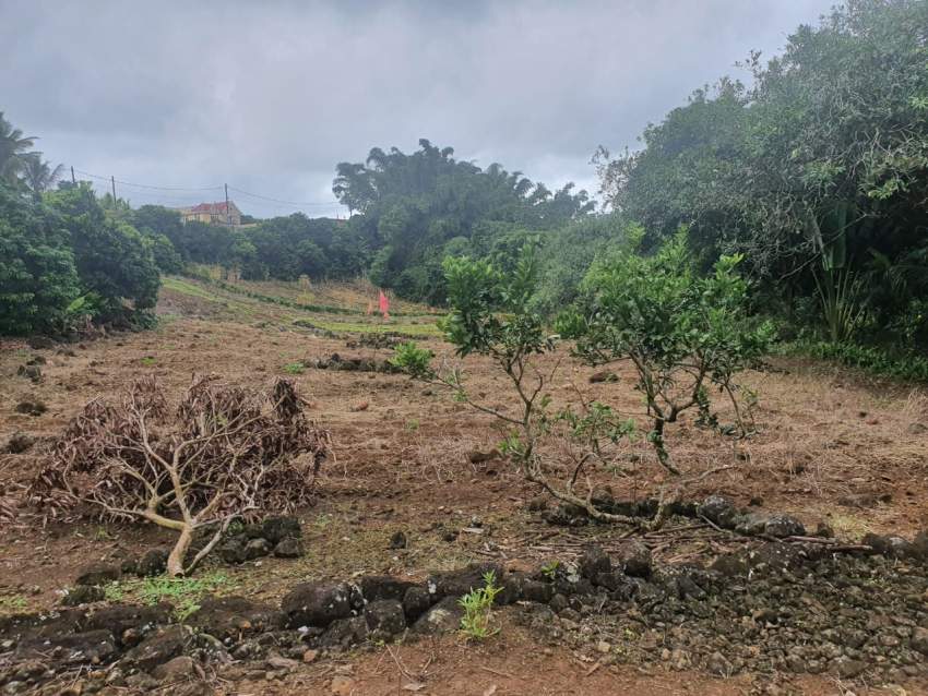 Golden opportunity - 3 - Land  on Aster Vender