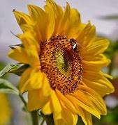 Plants - 0 - Plants and Trees  on Aster Vender