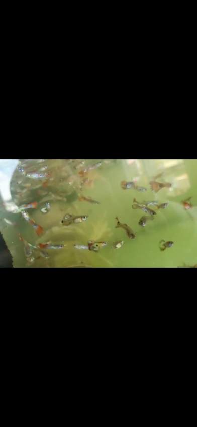 Guppies - 0 -  Aquarium fish  on Aster Vender