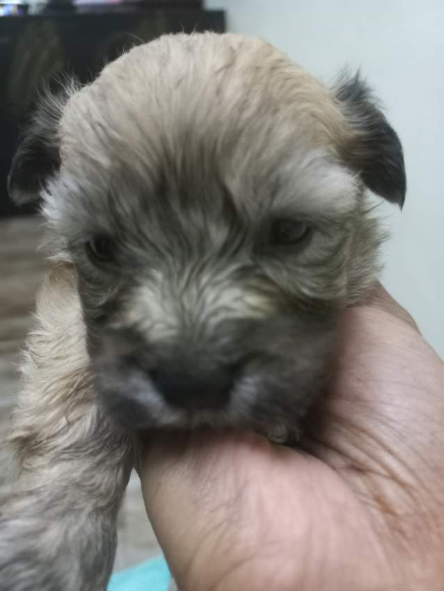 Griffon Nain pursang a vendre - 1 - Dogs  on Aster Vender