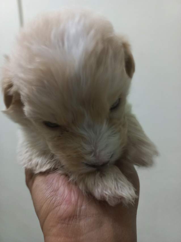 Griffon Nain pursang a vendre - 0 - Dogs  on Aster Vender