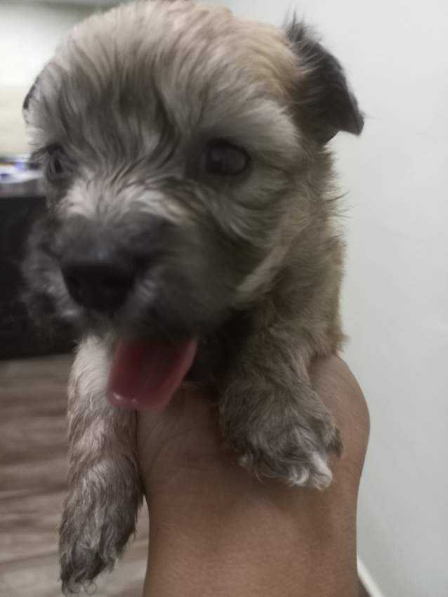 Griffon Nain pursang a vendre - 2 - Dogs  on Aster Vender