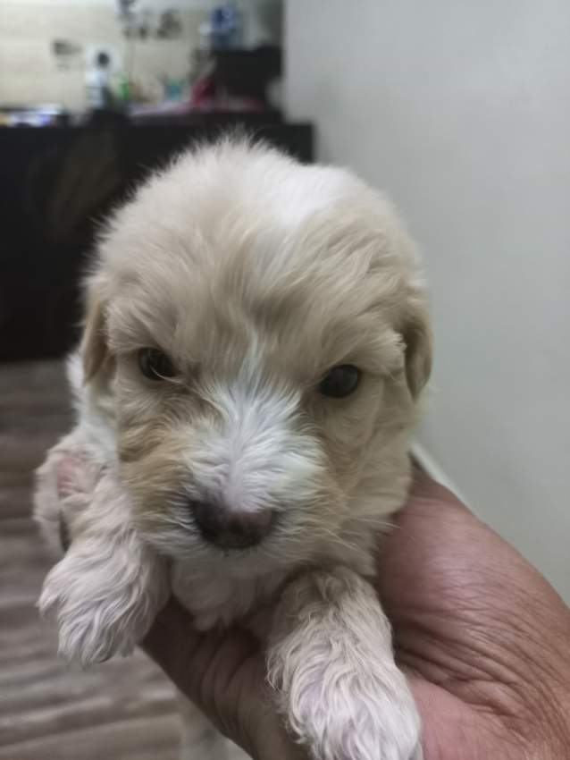 Griffon Nain pursang a vendre - 6 - Dogs  on Aster Vender