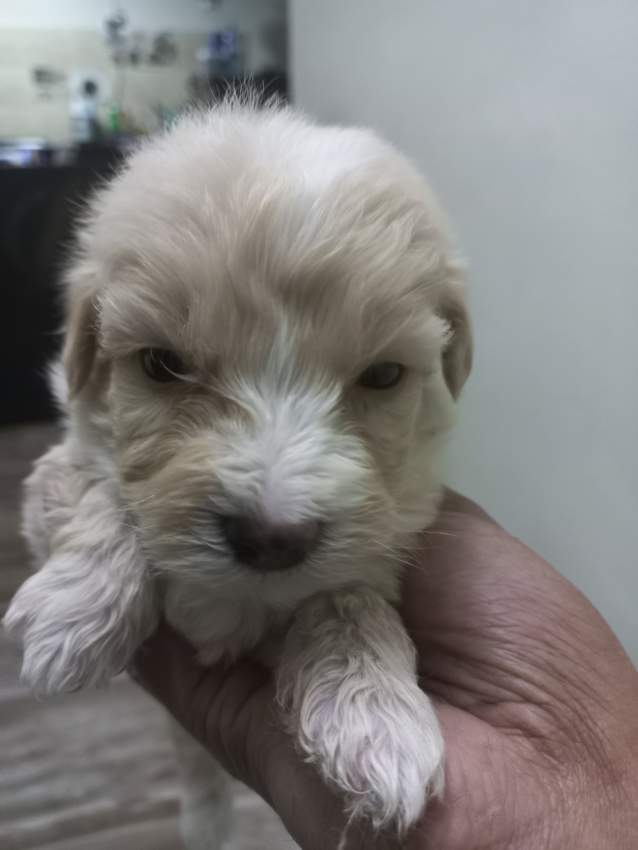 Griffon Nain pursang a vendre - 5 - Dogs  on Aster Vender