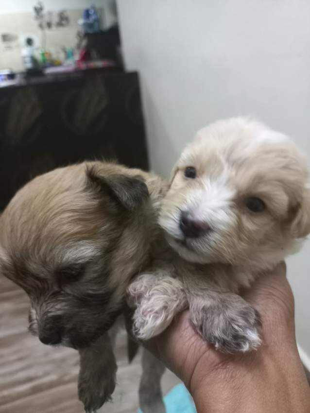 Griffon Nain pursang a vendre - 3 - Dogs  on Aster Vender