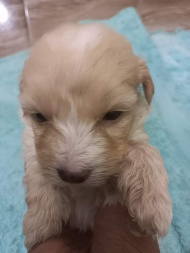 Griffon Nain pursang a vendre - 4 - Dogs  on Aster Vender