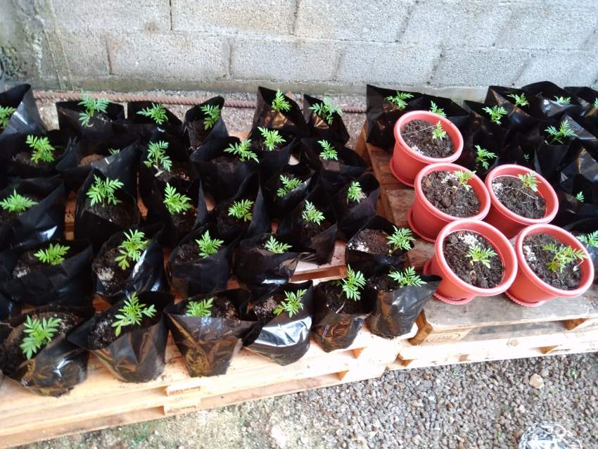Marigold small plants potted yellow and orange - 0 - Plants and Trees  on Aster Vender