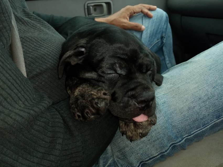 Giant Cane corso Puppies for sale - 1 - Dogs  on Aster Vender