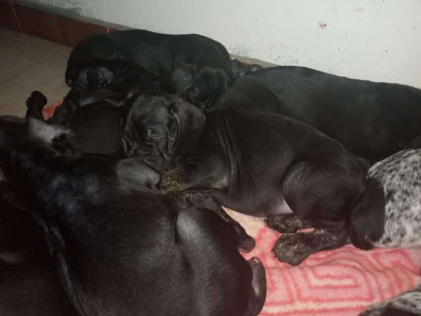 Giant Cane corso Puppies for sale Aster Vender Dogs