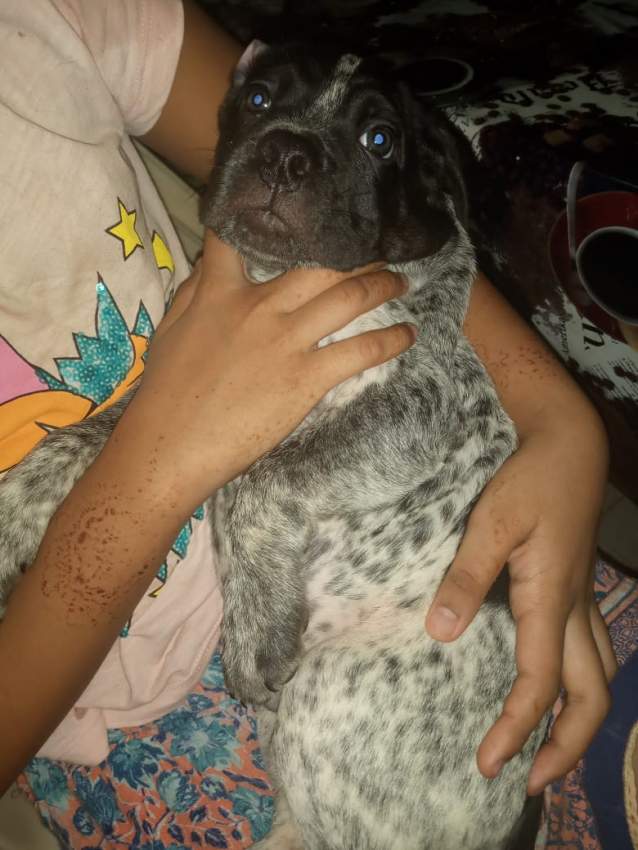 Giant Cane corso Puppies for sale - 2 - Dogs  on Aster Vender