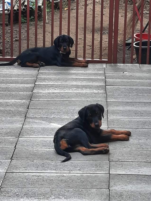 A vendre chiots - 0 - Dogs  on Aster Vender
