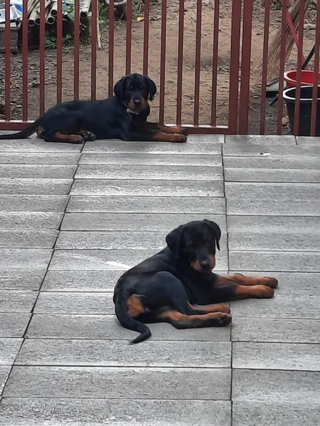 A vendre chiots on Aster Vender