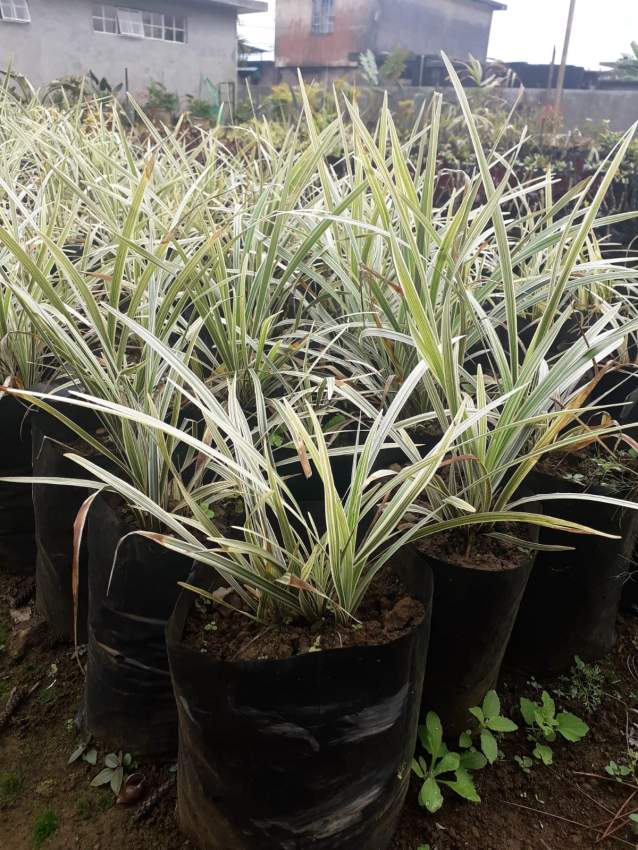 Decorative Plants - 1 - Plants and Trees  on Aster Vender