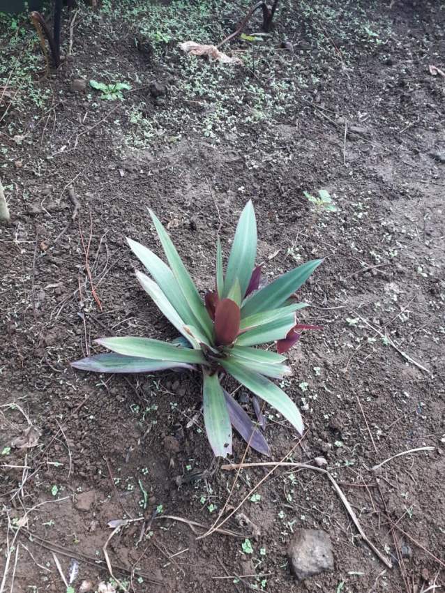 Decorative Plants - 4 - Plants and Trees  on Aster Vender