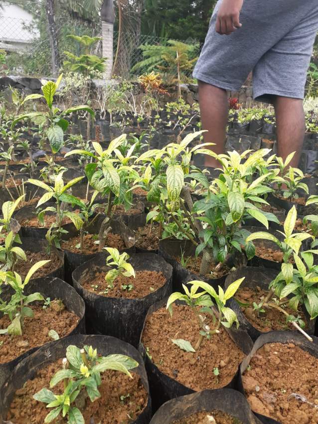 Decorative Plants - 5 - Plants and Trees  on Aster Vender