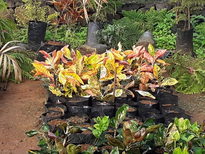 Decorative Plants - 3 - Plants and Trees  on Aster Vender