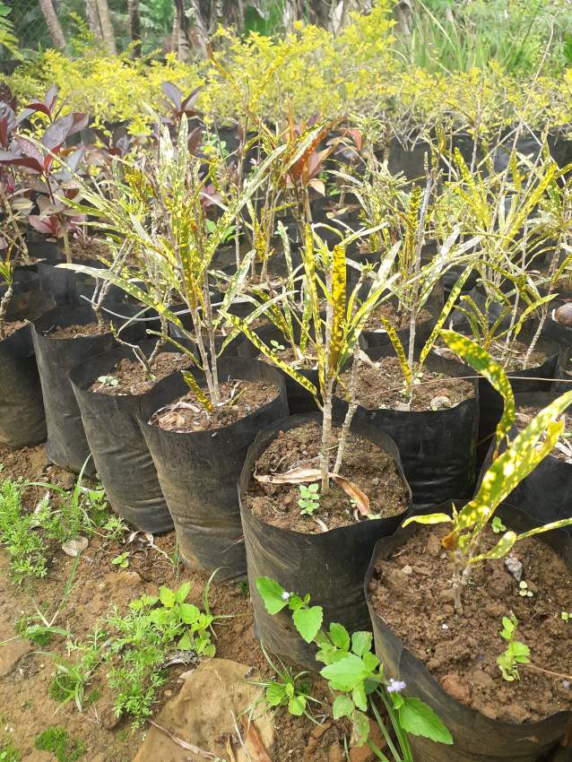 Decorative plant  - 1 - Plants and Trees  on Aster Vender