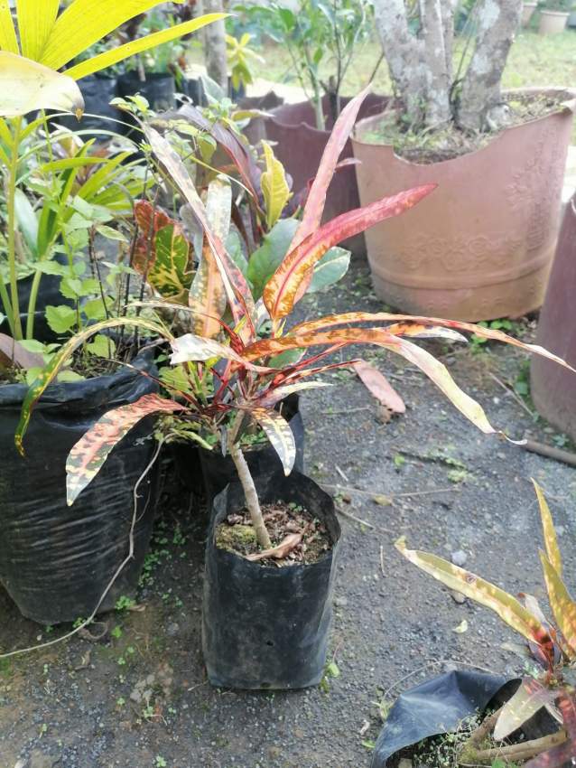 Decorative plant  - 3 - Plants and Trees  on Aster Vender