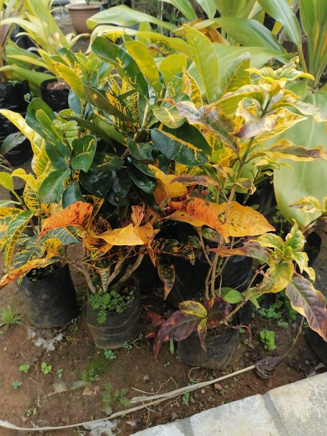 Decorative plant  - 4 - Plants and Trees  on Aster Vender