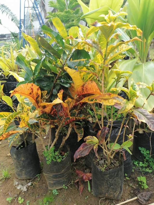 Decorative plant  - 5 - Plants and Trees  on Aster Vender