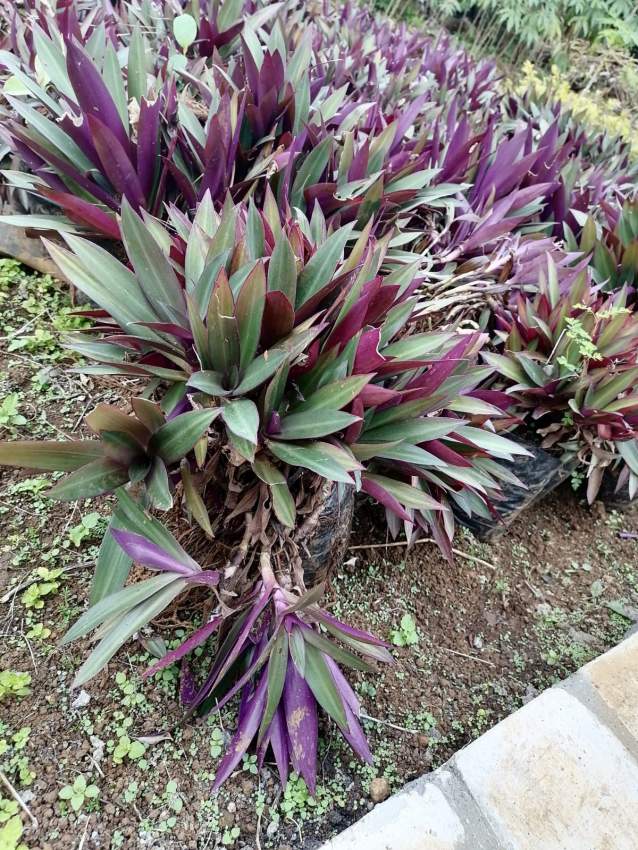 Decorative plant  - 7 - Plants and Trees  on Aster Vender