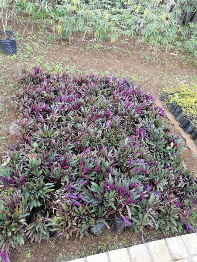 Decorative plant  - 6 - Plants and Trees  on Aster Vender