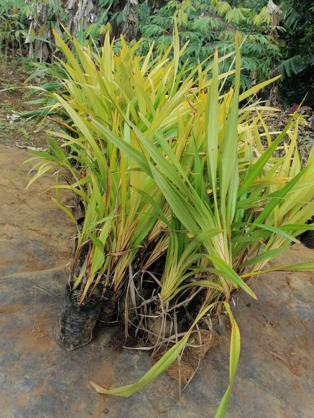 Decorative plant  - 2 - Plants and Trees  on Aster Vender