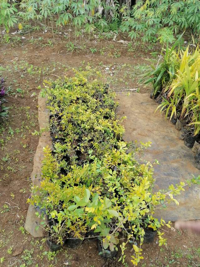 Decorative plant  - 0 - Plants and Trees  on Aster Vender