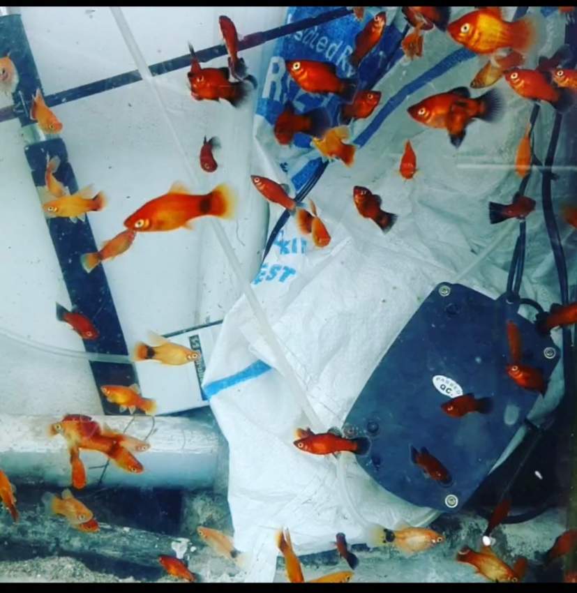 platies 5 pou 200 - 0 -  Aquarium fish  on Aster Vender
