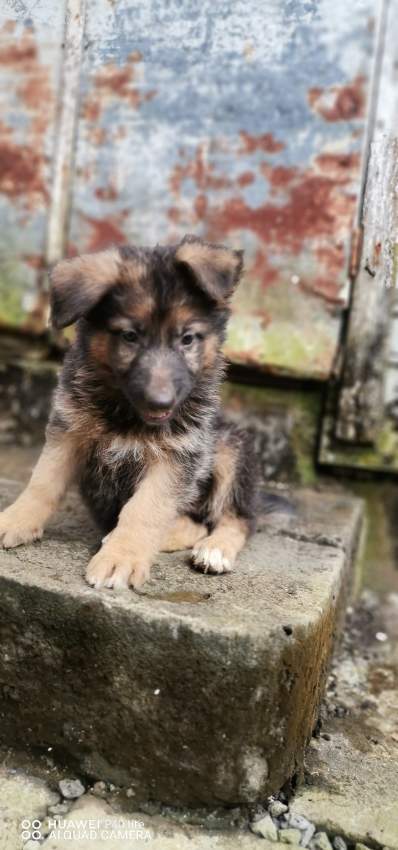 German shepherd  - 1 - Dogs  on Aster Vender