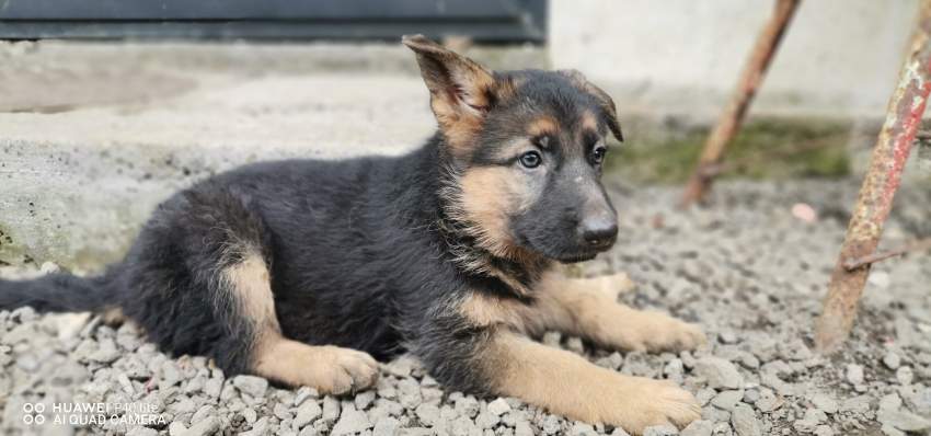 German shepherd  - 3 - Dogs  on Aster Vender