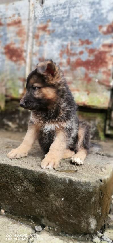 German shepherd  - 0 - Dogs  on Aster Vender