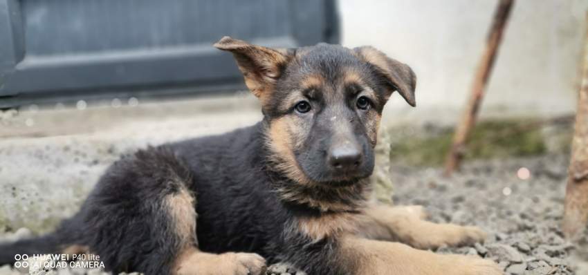 German shepherd  - 2 - Dogs  on Aster Vender
