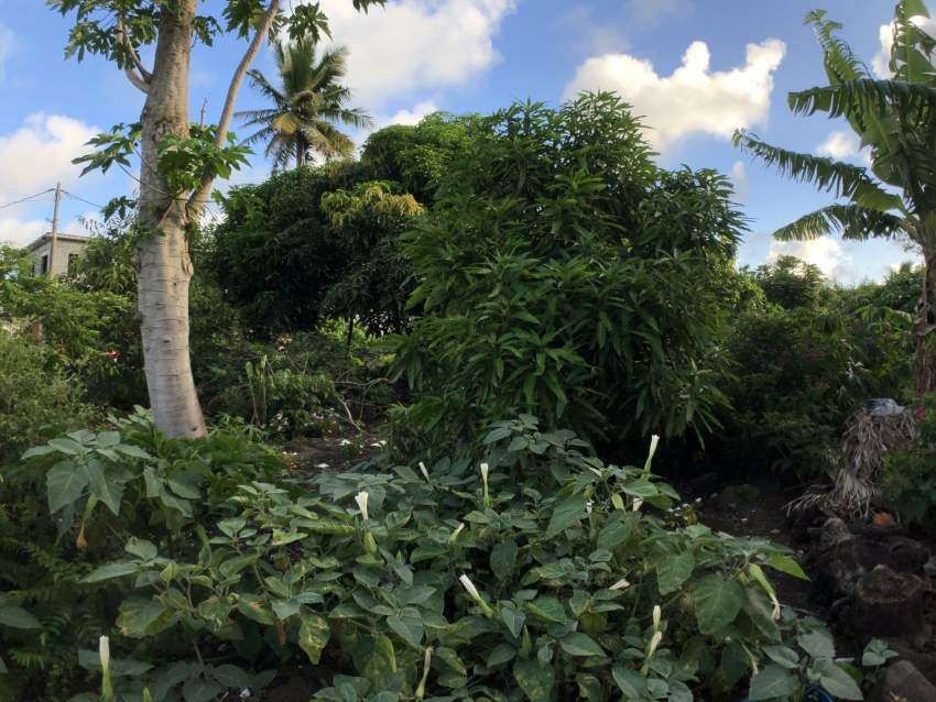 RESIDENTIAL LAND - 11.3 POLES - 3 - Land  on Aster Vender