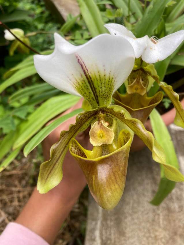Orchidées  - 0 - Plants and Trees  on Aster Vender
