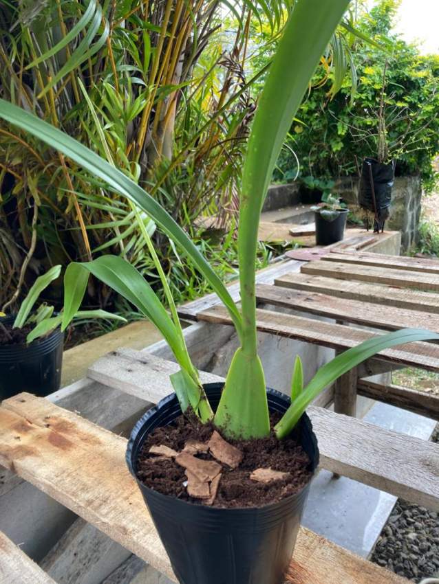 Orchidées  - 0 - Health Products  on Aster Vender