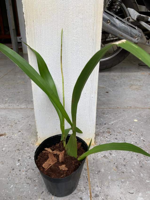 Orchidées  - 0 - Plants and Trees  on Aster Vender
