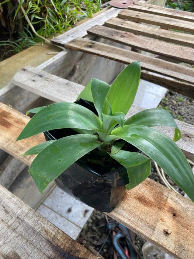 Agave - 0 - Plants and Trees  on Aster Vender
