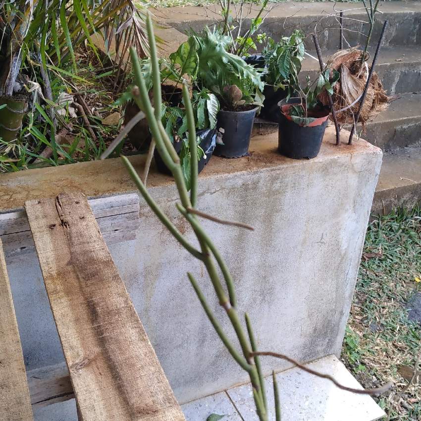 Orchidées  - 0 - Plants and Trees  on Aster Vender