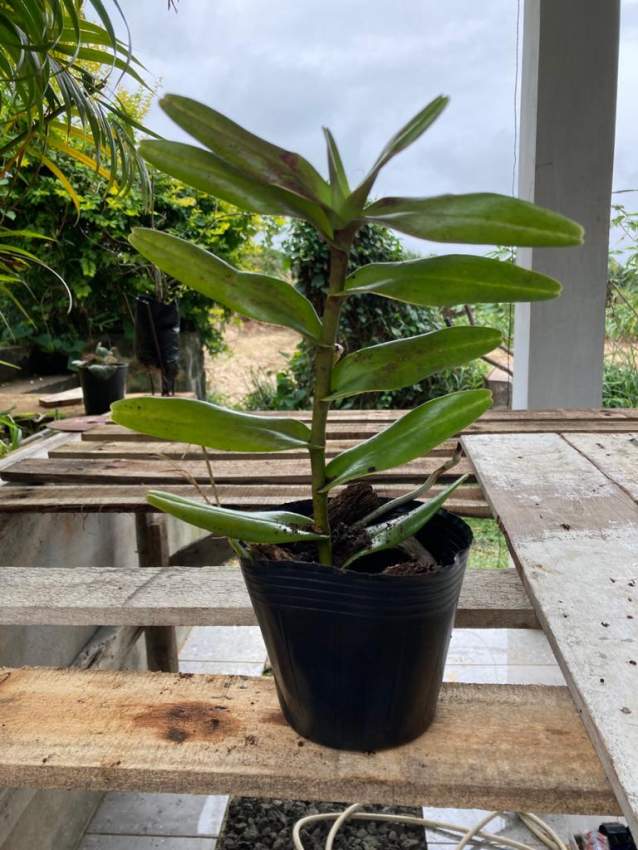 Orchidées  - 0 - Plants and Trees  on Aster Vender