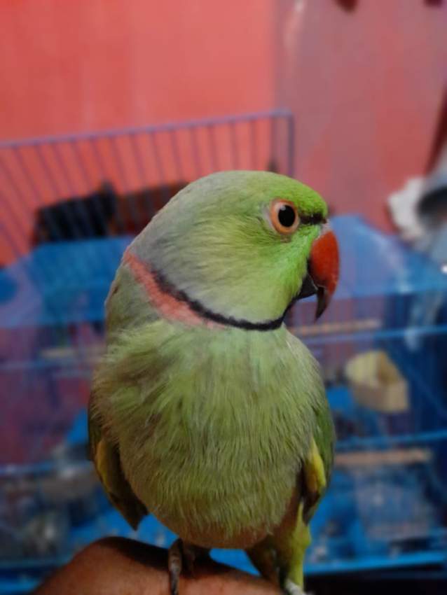 Green ringneck - 1 - Birds  on Aster Vender