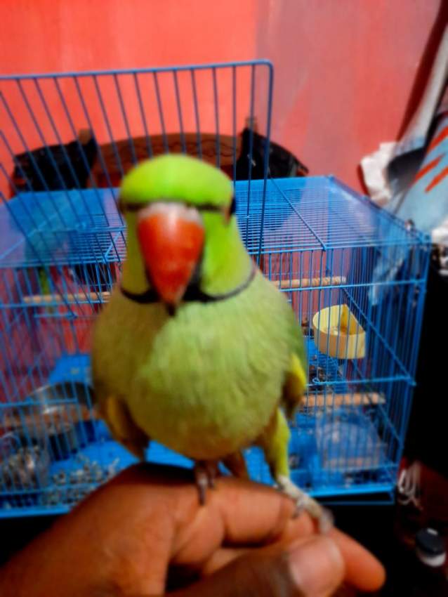 Green ringneck - 3 - Birds  on Aster Vender