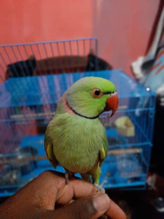 Green ringneck - 2 - Birds  on Aster Vender