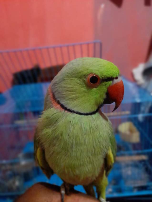 Green ringneck - 0 - Birds  on Aster Vender