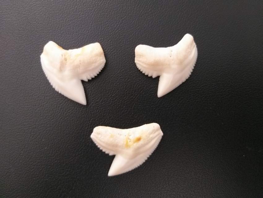 Set of 3 Tiger shark teeth 28 mm - 0 - Other Accessories  on Aster Vender