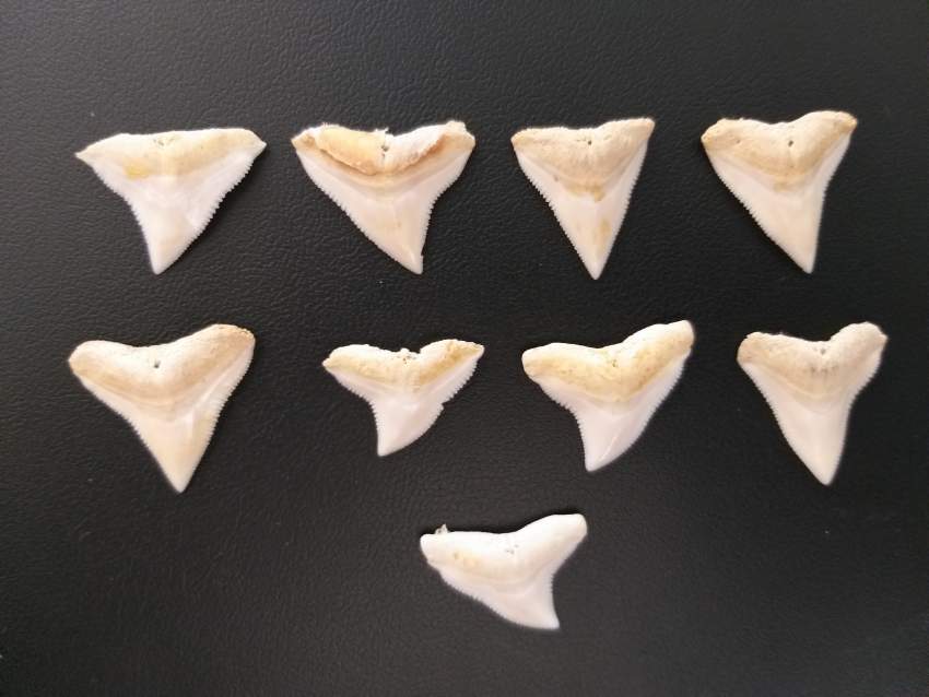 Set of 9 Bull Shark Teeth (22-24) mm - 0 - Other Jewellery  on Aster Vender