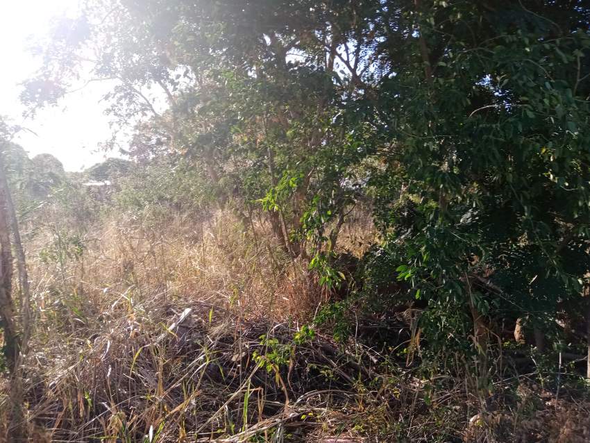 Land - 7 - Land  on Aster Vender