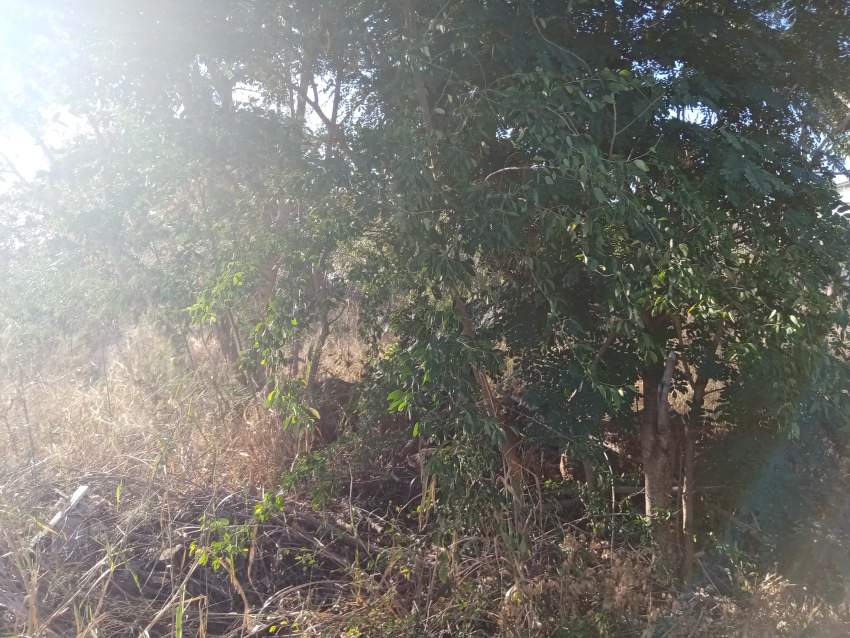 Land - 6 - Land  on Aster Vender