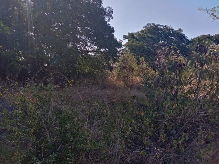 Land - 0 - Land  on Aster Vender