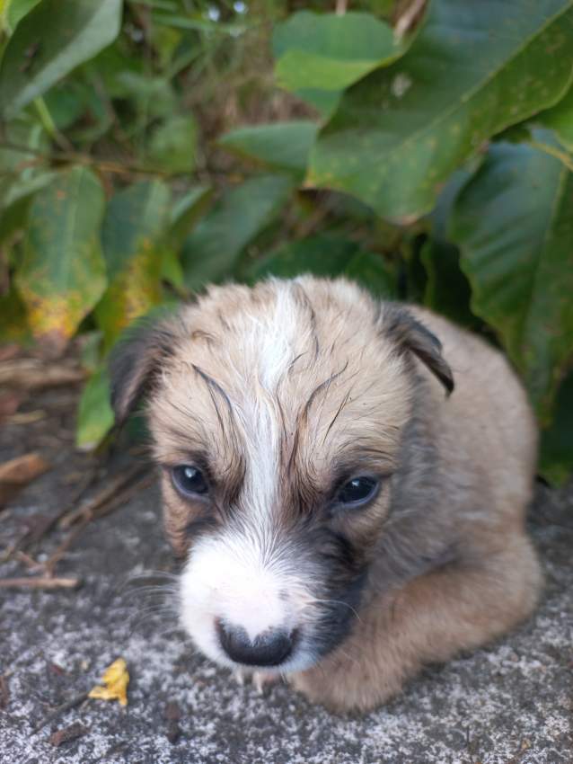 Chiots pour adoption - 4 - Dogs  on Aster Vender